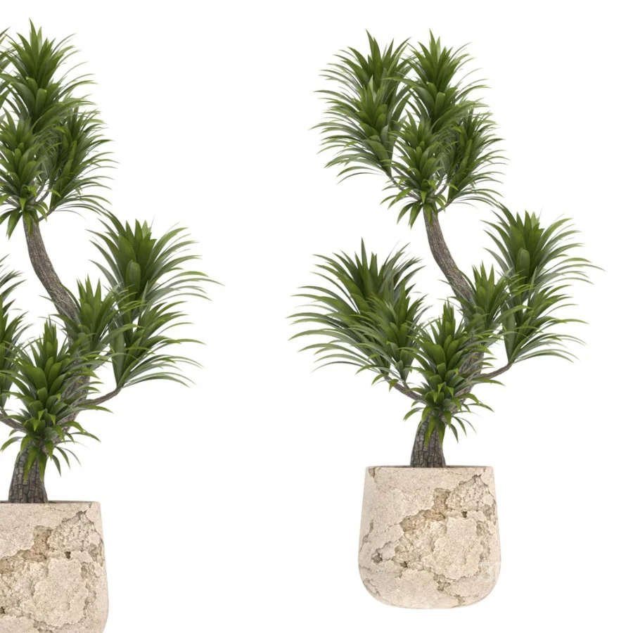 indoor-plant-022 Image 2