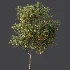 AV Plant Citrus Sinensis Orange Arancio Fruit Tree 01 - Thumbnail 6