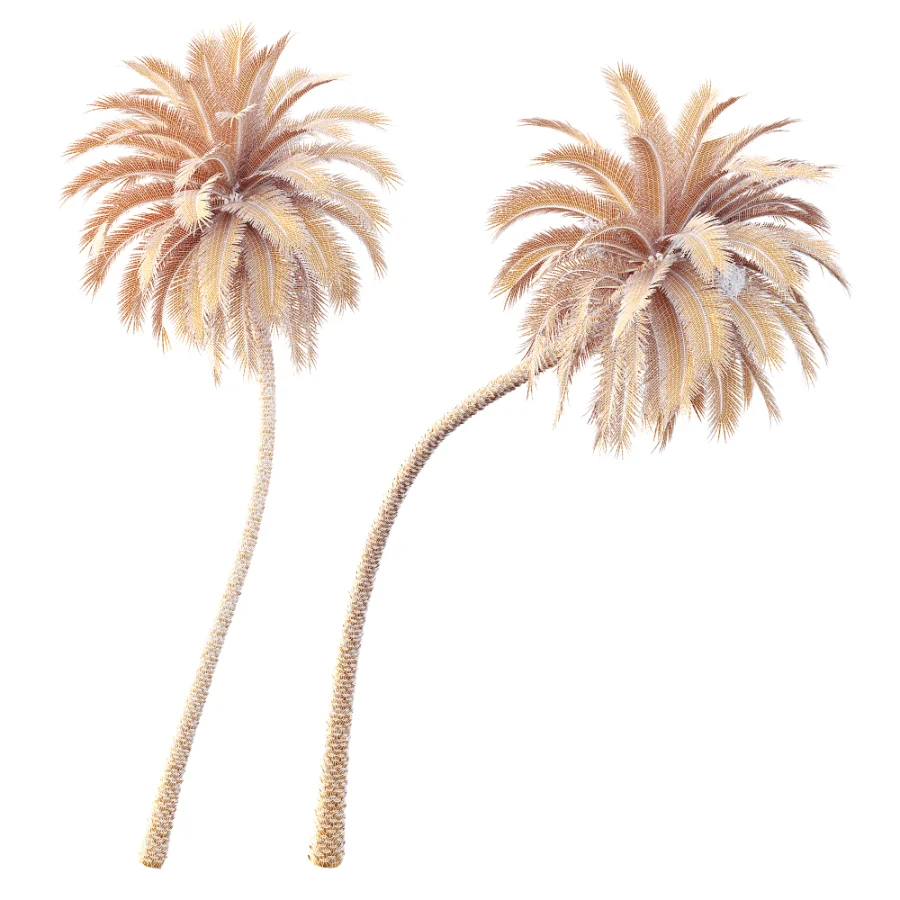 AV Plant Phoenix Sylvestris Palm Tree 01 Image 7