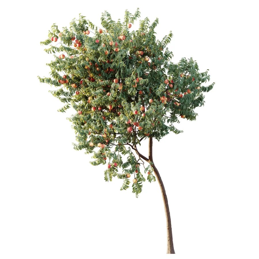 AV Plant Amygdalus Persica Peach Fruit Tree 01 Image 2