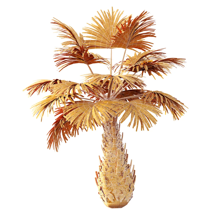 AV Plant Borassus Flabellifer 6 Palm Tree 03 Image 11
