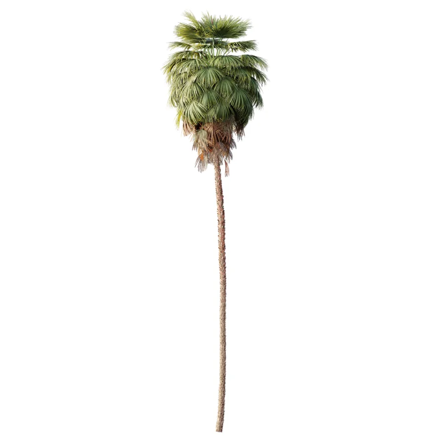AV Plant Washingtonia Robusta Palm Tree 01 Image 1