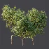 AV Plant Citrus Meyer Lemon Fruit Tree 01 - Thumbnail 11