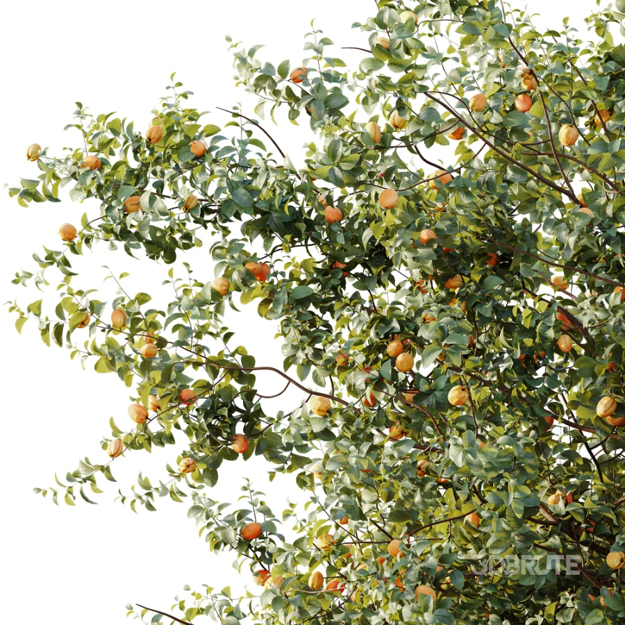 AV Plant Armeniaca Vulgaris Prunus Fruit Tree 01 Image 3