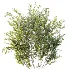 AV Plant Bush Common Broom Cytisus Scoparius 02 - Thumbnail 2