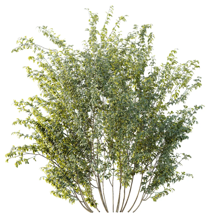 AV Plant Bush Common Broom Cytisus Scoparius 02 Image 2
