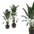 indoor-plant-028 - Thumbnail 1