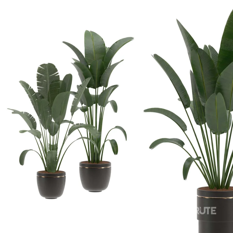 indoor-plant-028 Image 1