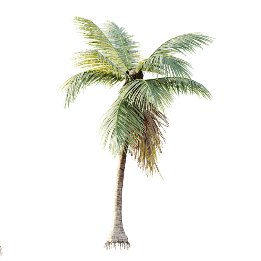 AV Plant Cocos Nucifera Palm Tree 01 Image 4