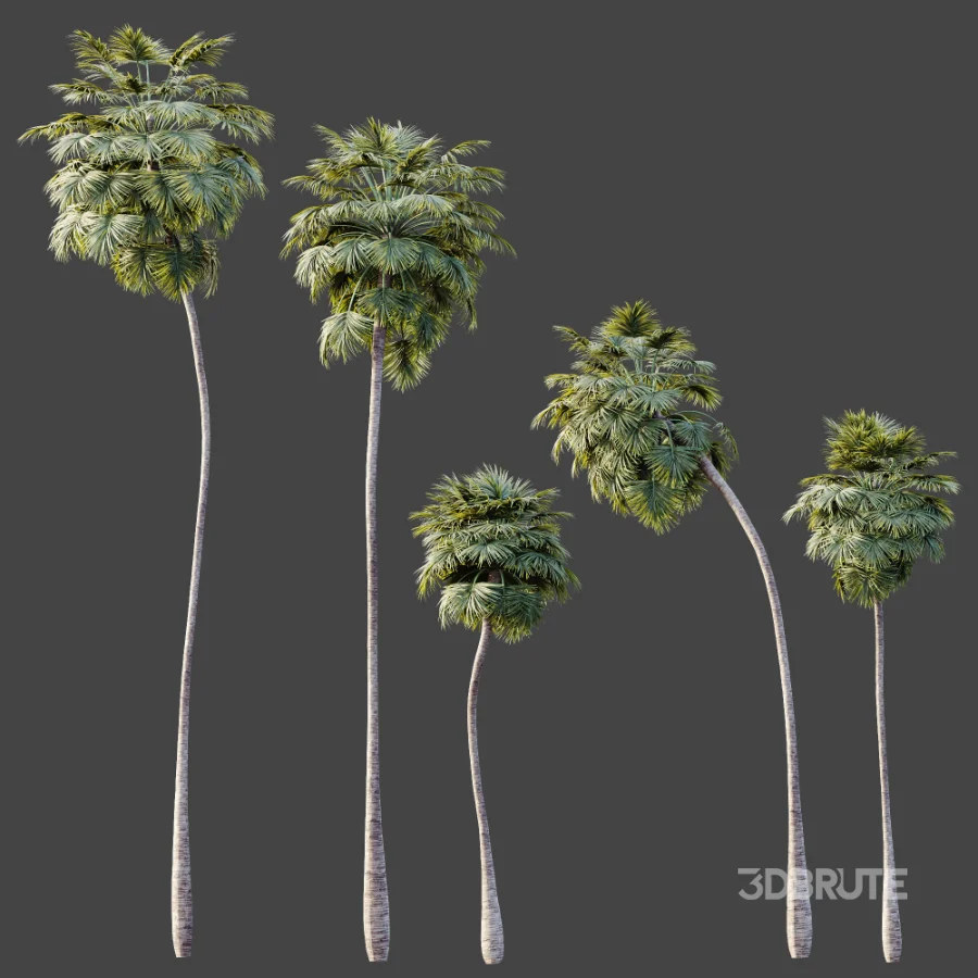 AV Plant Borassus Flabellifer Palm Tree 01 Image 5