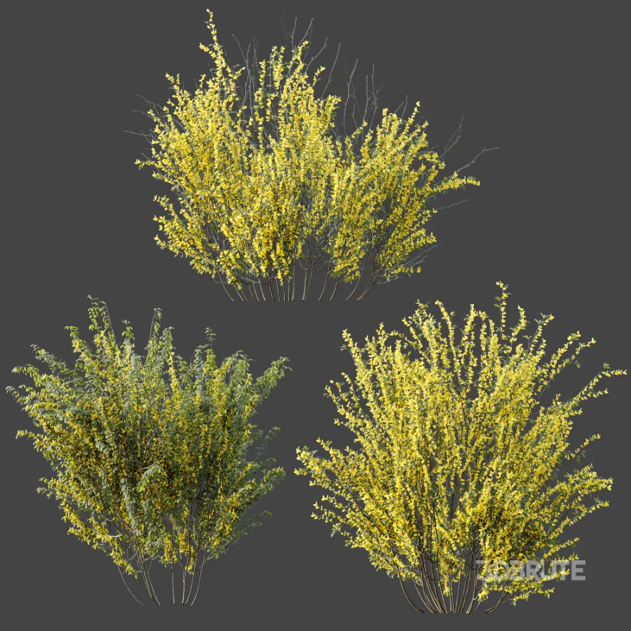 AV Plant Bush Common Broom Cytisus Scoparius 01 Image 6