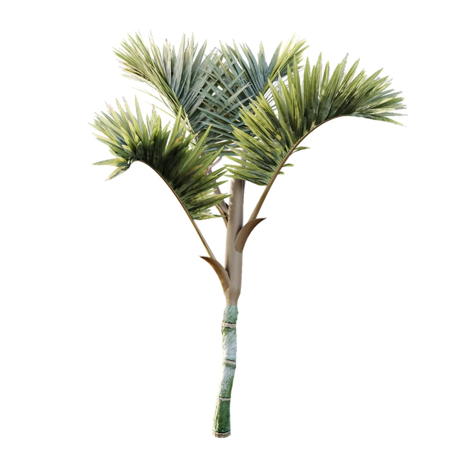AV Plant Cyrtostachys Renda Palm Tree 03 Image 2
