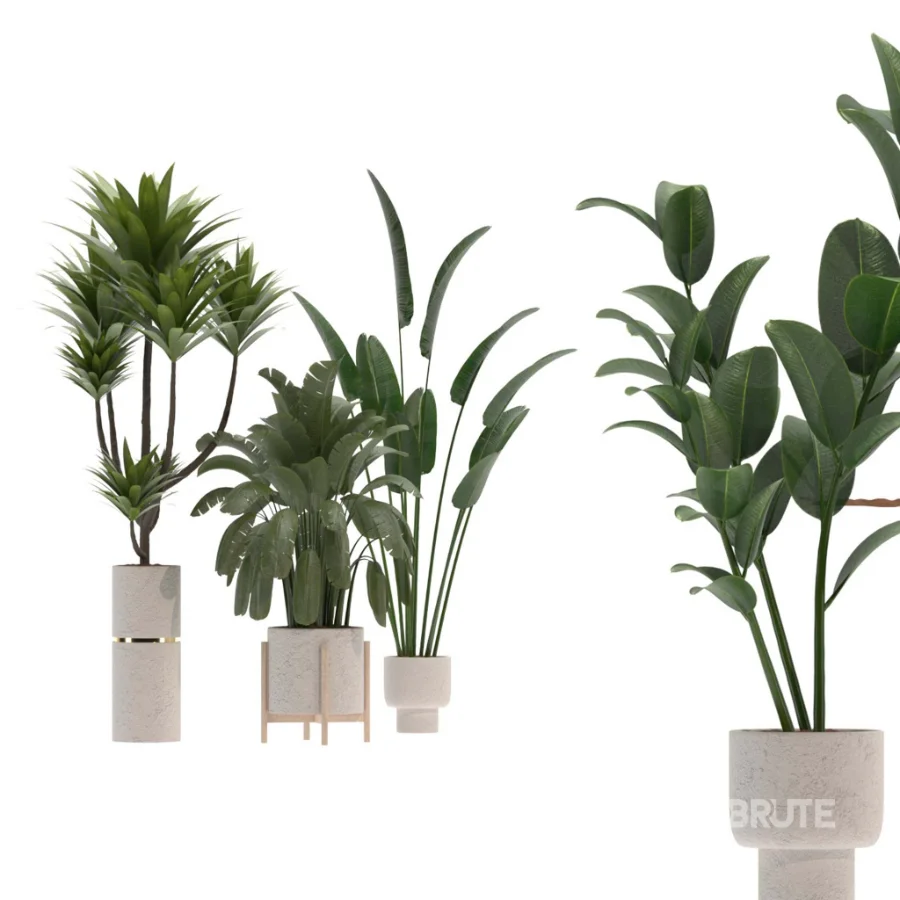 indoor-plant-020 Image 1