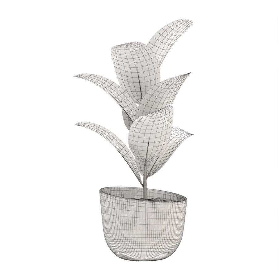 indoor-plant-010 Image 2
