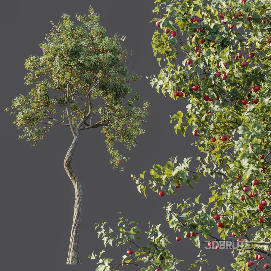 AV Plant Crataegus Pinnatifida Hawthorn Fruit Tree 01 Image 5