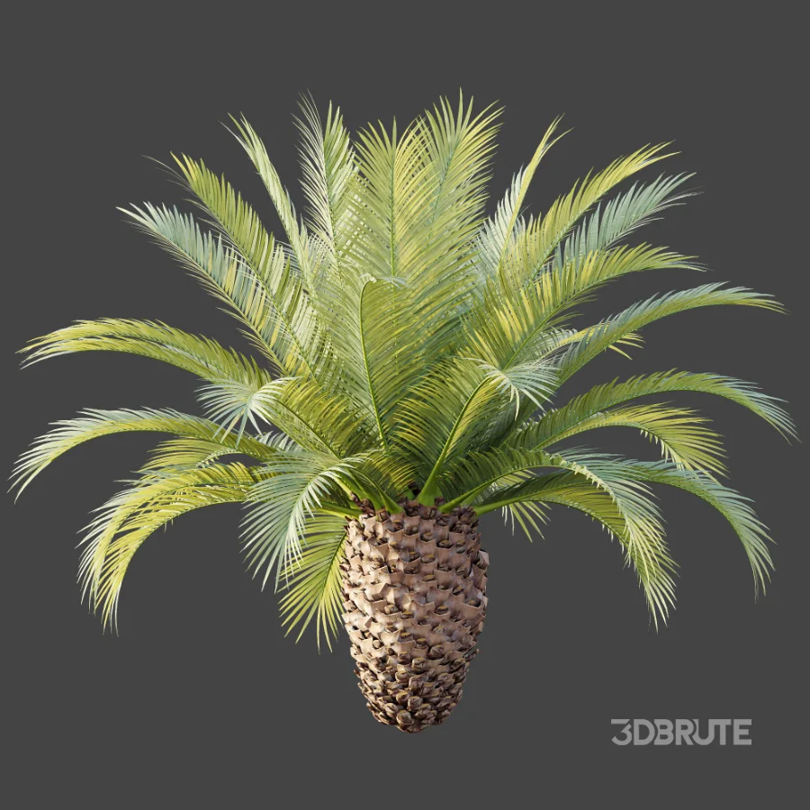 AV Plant Phoenix Canariensis Palm Tree 03 Image 7