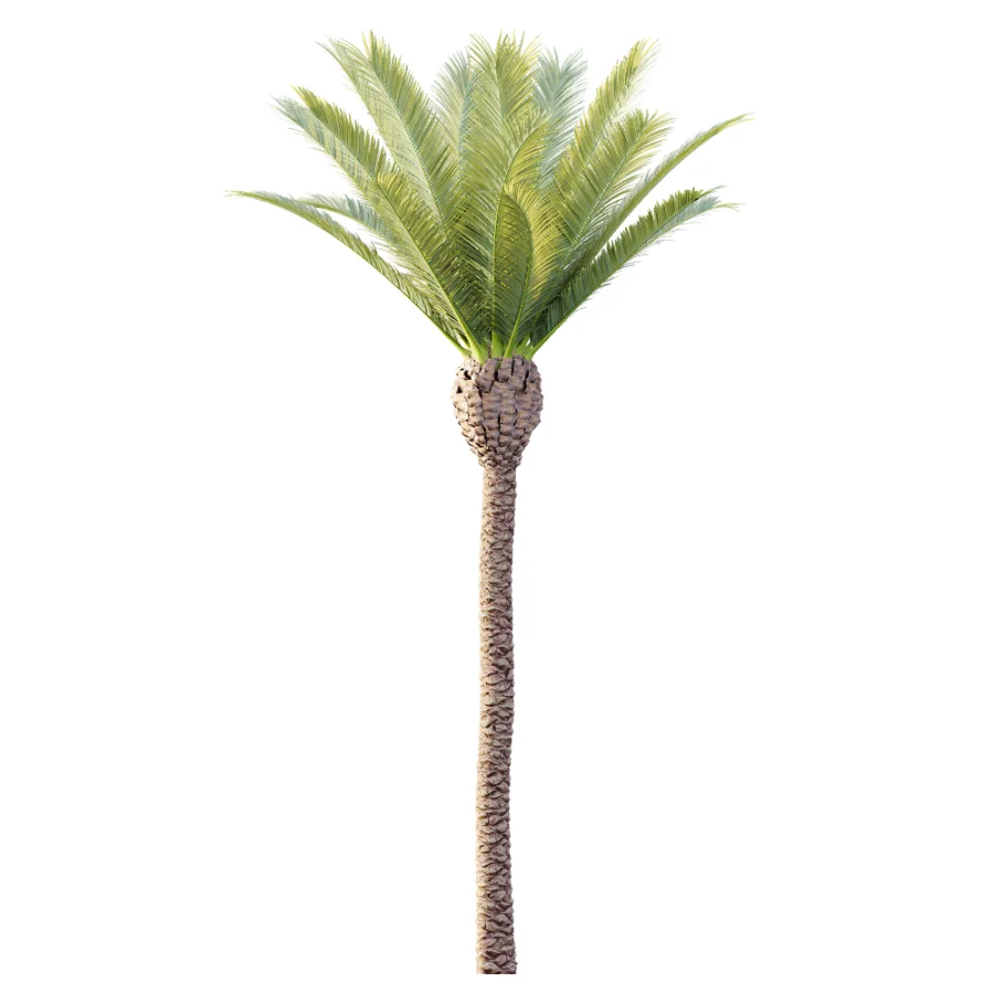 AV Plant Phoenix Canariensis Palm Tree 01 Image 2