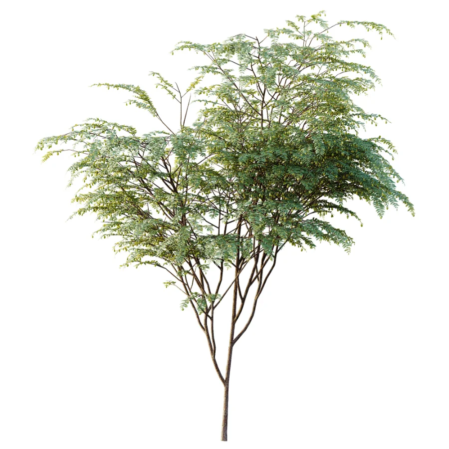 AV Plant Ziziphus Jujuba Chinesische Dattel Fruit Tree 01 Image 1