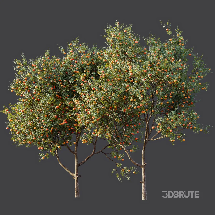 AV Plant Citrus Dancy Mandarin Tangerine Fruit Tree 01 Image 7