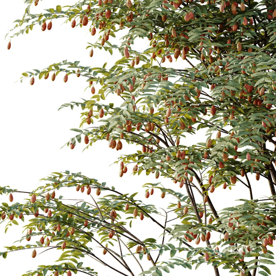 AV Plant Ziziphus Jujuba Chinesische Dattel Fruit Tree 01 Image 4
