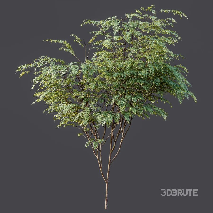 AV Plant Ziziphus Jujuba Chinesische Dattel Fruit Tree 01 Image 7