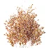 AV Plant Bush Common Broom Cytisus Scoparius 02 - Thumbnail 9