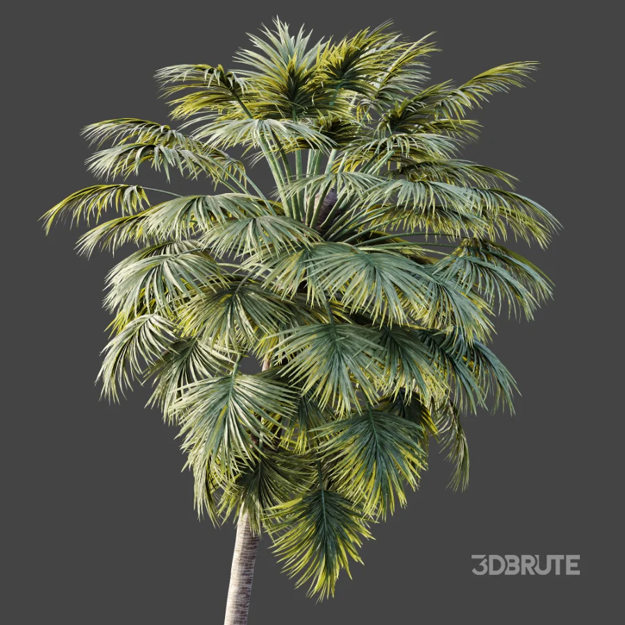 AV Plant Borassus Flabellifer Palm Tree 01 Image 4