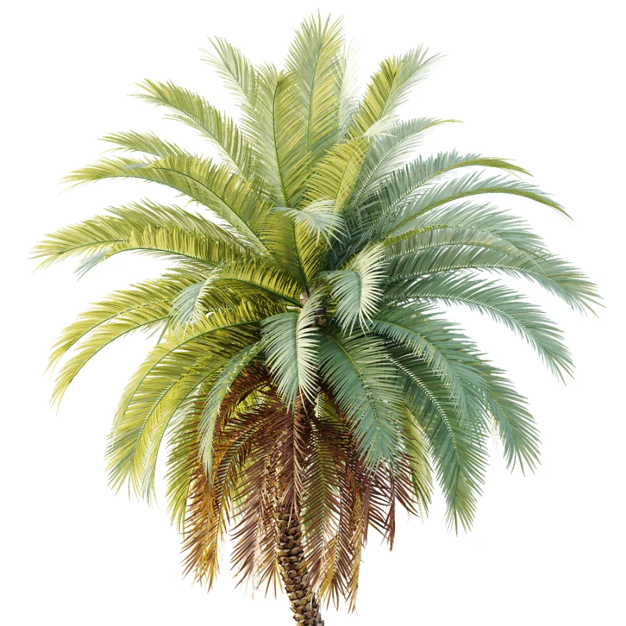 AV Plant Phoenix Sylvestris Palm Tree 01 Image 1