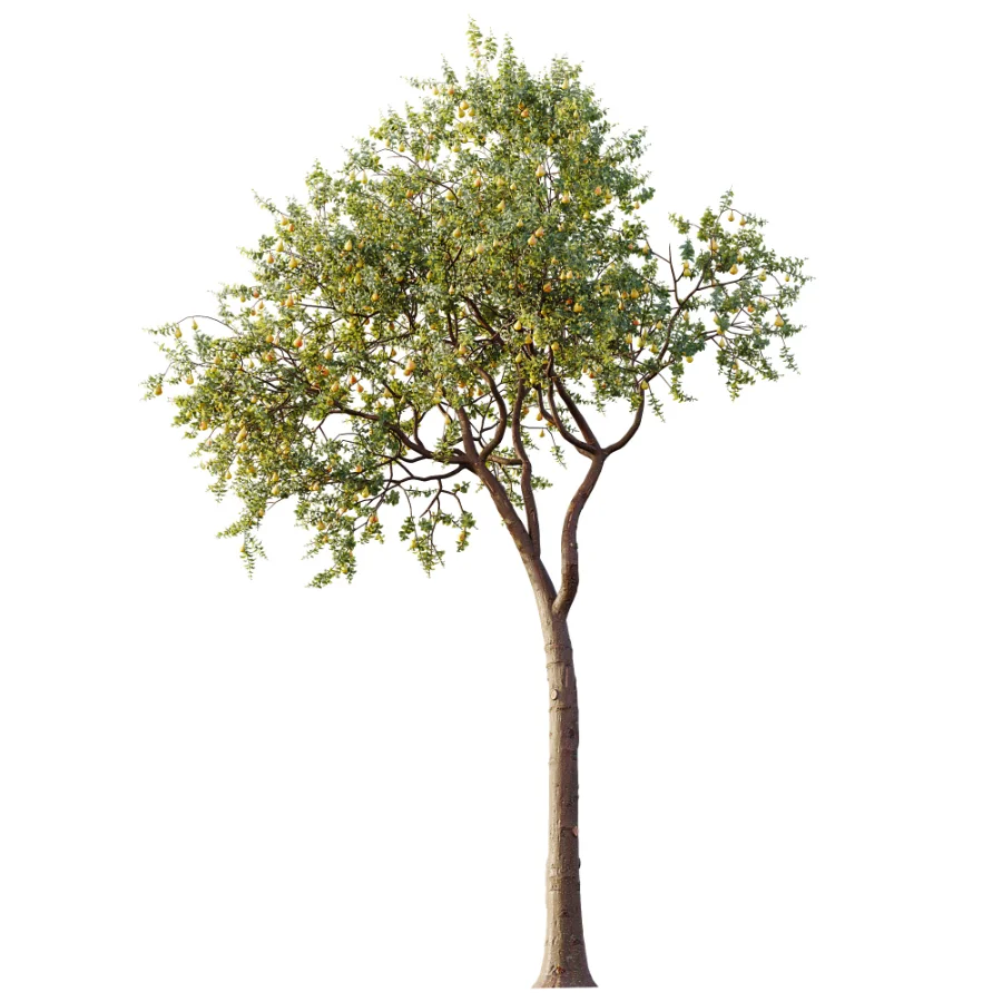 AV Plant Pear Pyrus Communis Fruit Tree 01 Image 2