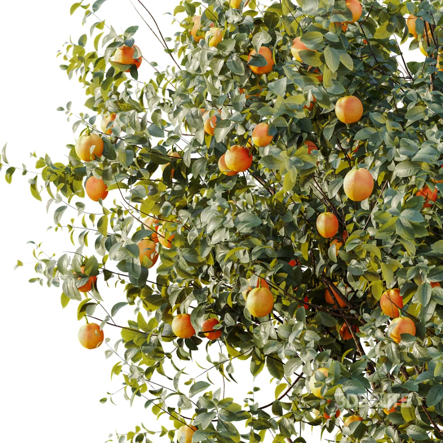 AV Plant Citrus Sinensis Orange Arancio Fruit Tree 01 Image 5