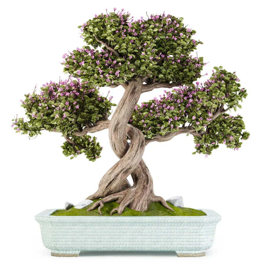 Bonsai Beauty 08 Image 1