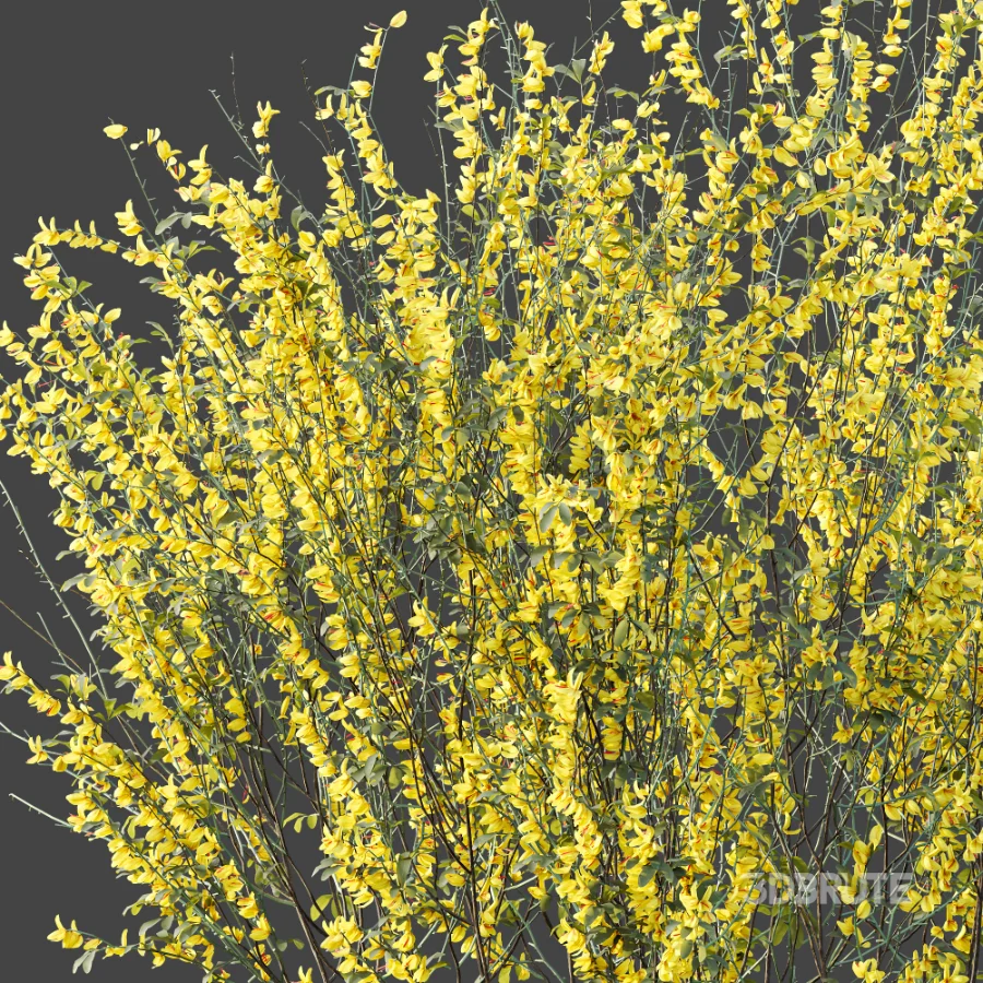 AV Plant Bush Common Broom Cytisus Scoparius 01 Image 5