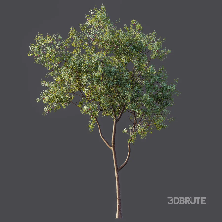 AV Plant Prunus Salicina Plum Pflaume Fruit Tree 01 Image 6