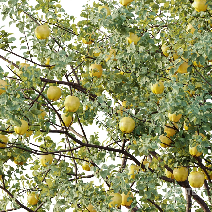 AV Plant Malus Pumila Apple Red Fruit Tree 01 Image 2