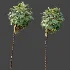 AV Plant Acoelorrhaphe Wrightii Palm Tree 01 - Thumbnail 8