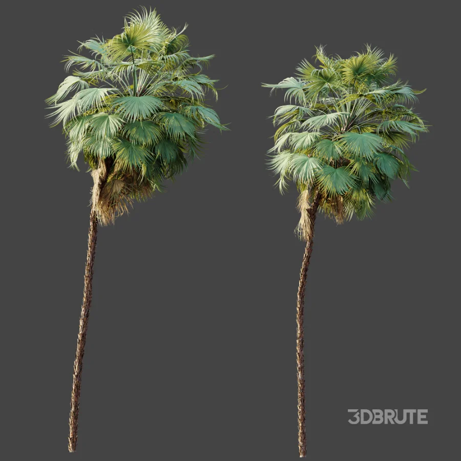 AV Plant Acoelorrhaphe Wrightii Palm Tree 01 Image 8