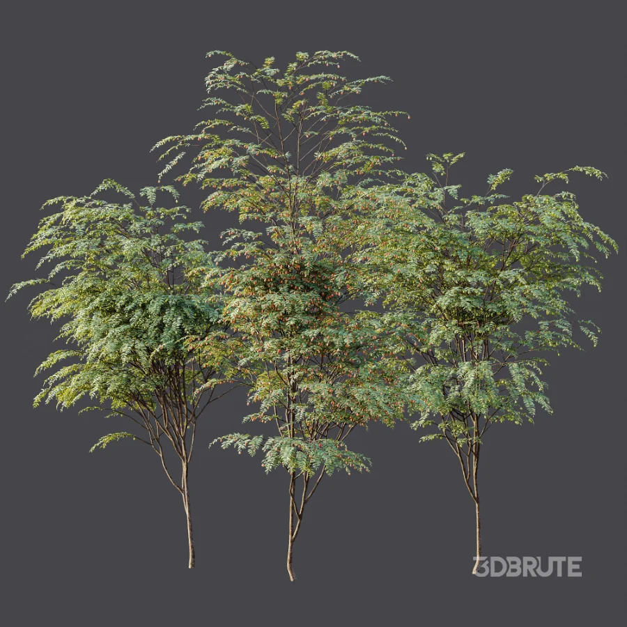 AV Plant Ziziphus Jujuba Chinesische Dattel Fruit Tree 01 Image 11