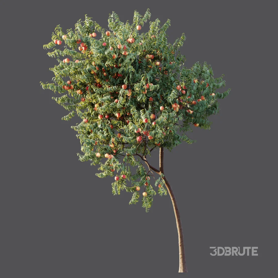AV Plant Amygdalus Persica Peach Fruit Tree 01 Image 5
