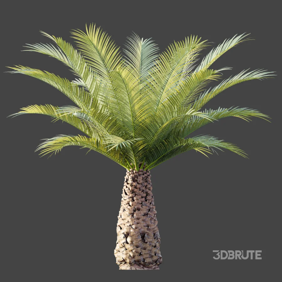 AV Plant Phoenix Canariensis Palm Tree 03 Image 5