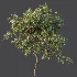 AV Plant Armeniaca Vulgaris Prunus Fruit Tree 01 - Thumbnail 5
