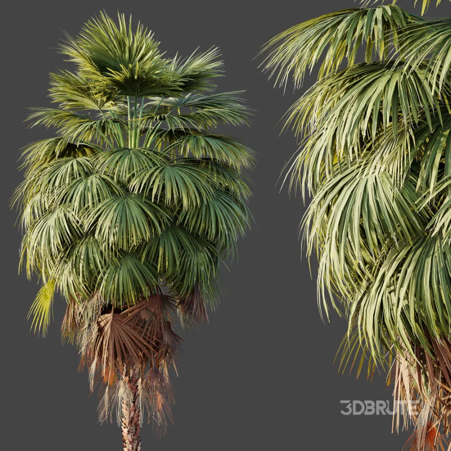 AV Plant Washingtonia Robusta Palm Tree 01 Image 3