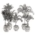 indoor-plant-026 - Thumbnail 4