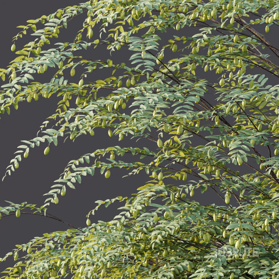 AV Plant Ziziphus Jujuba Chinesische Dattel Fruit Tree 01 Image 10