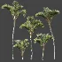 AV Plant Cyrtostachys Renda Palm Tree 03 - Thumbnail 9