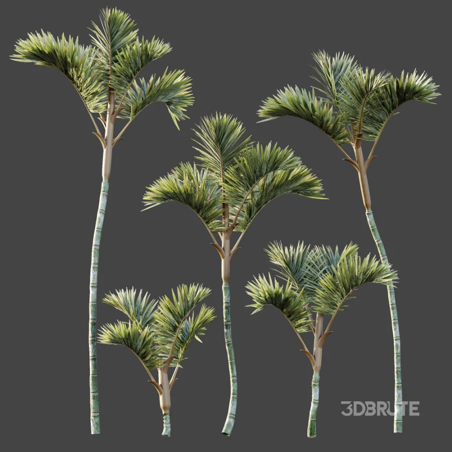 AV Plant Cyrtostachys Renda Palm Tree 03 Image 9