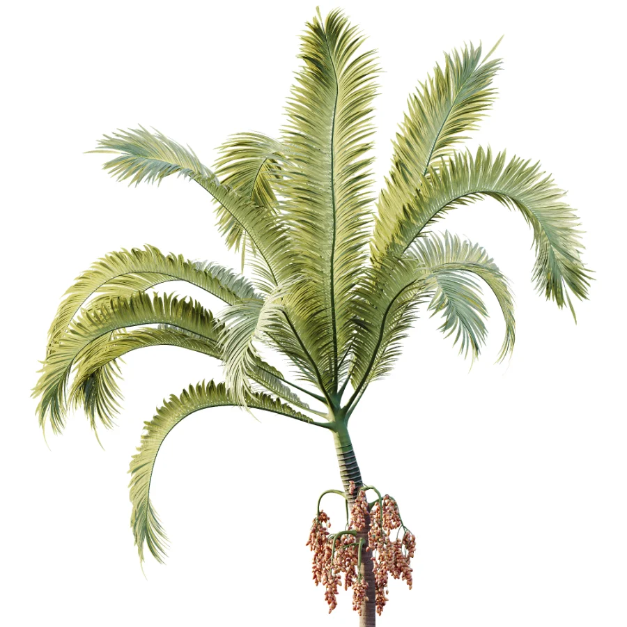 AV Plant Areca Catechu 6 Palm Trees 02 Image 1