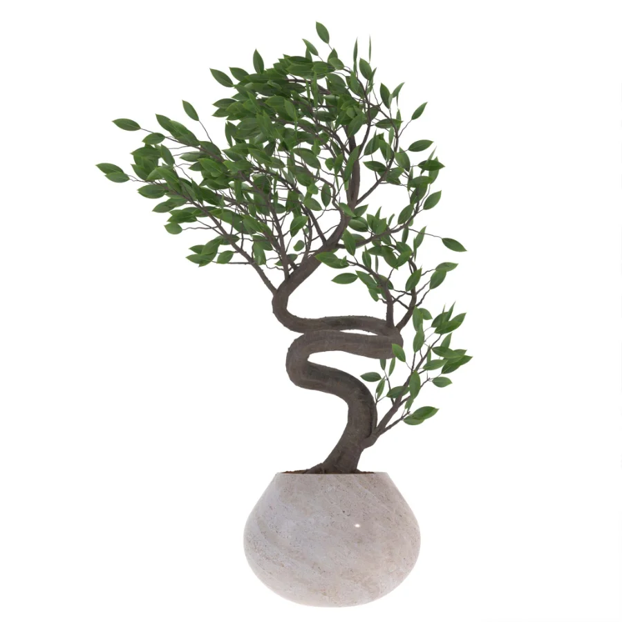 indoor-plant-012 Image 2