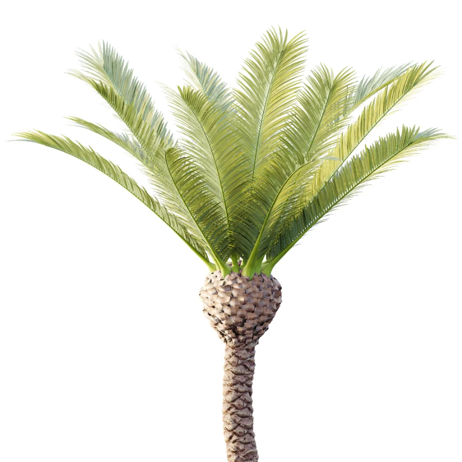 AV Plant Phoenix Canariensis Palm Tree 01 Image 1
