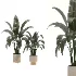 indoor-plant-025 - Thumbnail 2