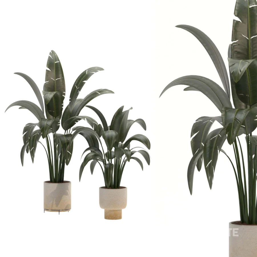 indoor-plant-025 Image 2